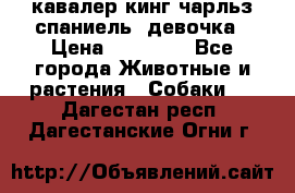  кавалер кинг чарльз спаниель -девочка › Цена ­ 45 000 - Все города Животные и растения » Собаки   . Дагестан респ.,Дагестанские Огни г.